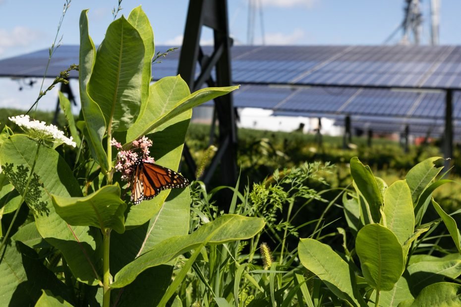 Butterflye Review | Appsumo Ltd Deal